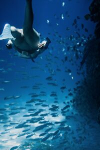Underwater Sea Ocean Water Fish  - shadi6454 / Pixabay